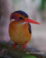 African Pygmy-Kingfisher
